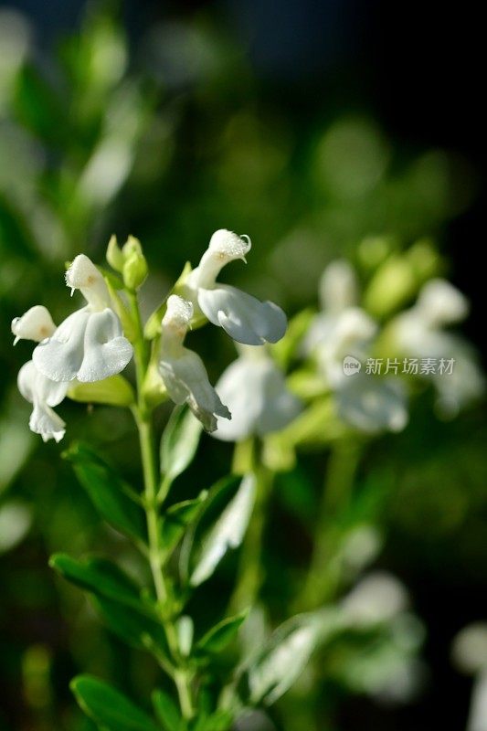 小叶鼠尾草/鼠尾草:白花